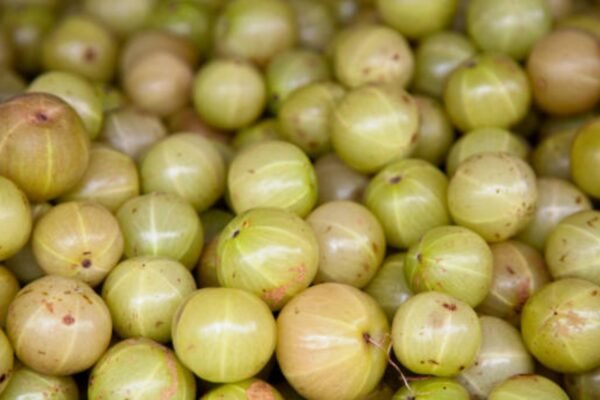 Deciphering Amla: Nutrients in Indian Gooseberry That Make It a Superfood – Times of India