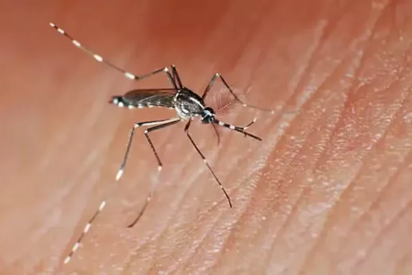 Study Shows How Dengue and Zika Can Be Killed: By Making Male Mosquitoes Deaf!