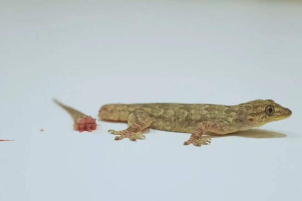How many times can lizards regenerate their tails? | – Times of India