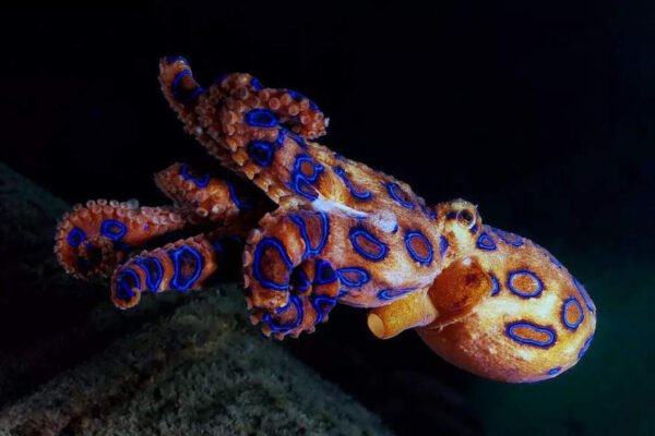 Woman posts photo of ‘cute’ little octopus that actually carried poison to kill 20 people