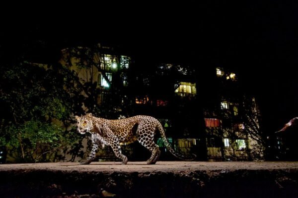 Trail Mix: See photos by award-winning Steve Winter