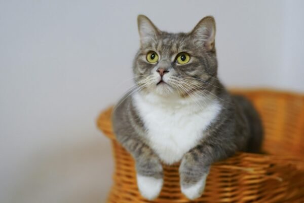 Are cats the new pigs? These cute and furry pets could cause the next pandemic, study warns
