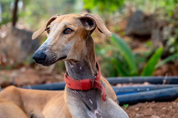 From Chipipharah to Rajapalay: 5 Less -known Indian Breeding Handy Dogs