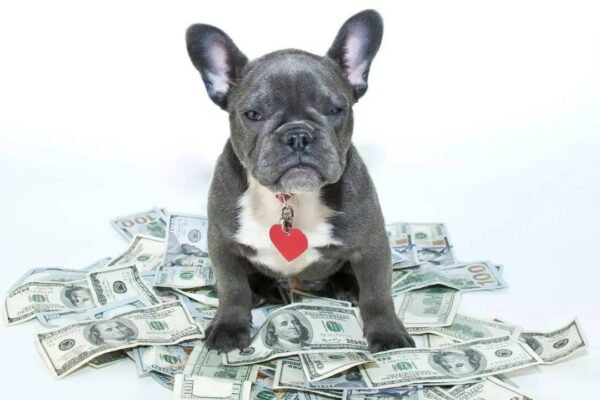 5 most expensive dogs in the world – and how much they cost