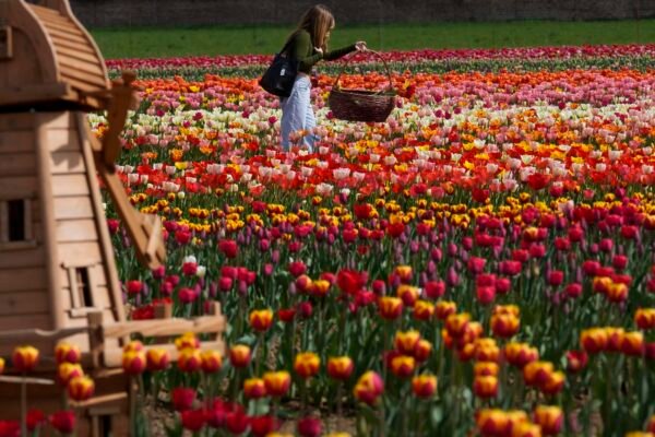 Tulipan tourism imitates Europe: That’s where to find the best flowering