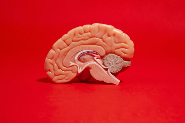 The study shows brain networks that form political activity and passion