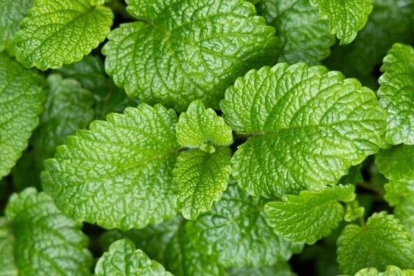 Nutrition mint for greater iron? Expert shows how to consume the cooling grass properly