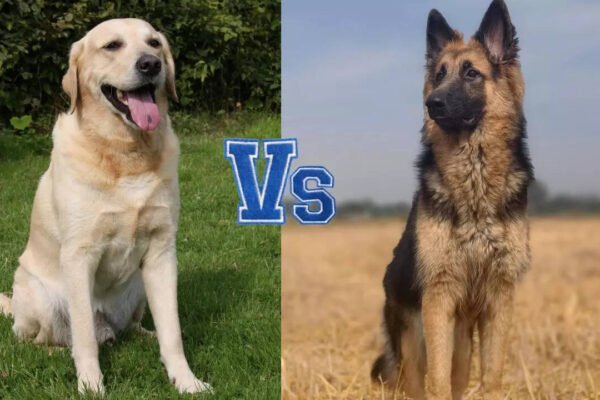 Labrador Retriever vs German Shepherd: What’s better than a family dog?