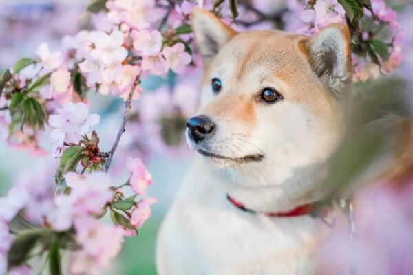 From the Japanese window to the Tibetan Mastif: 10 charming Asian dogs and what makes them special