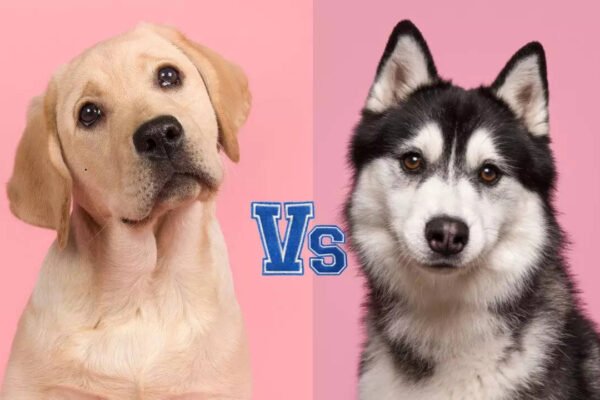 Labrador vs Husky: Which dog breed is easier to train?