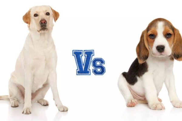 Labrador Vs Beaagle: What is the best dog for a living in an apartment?