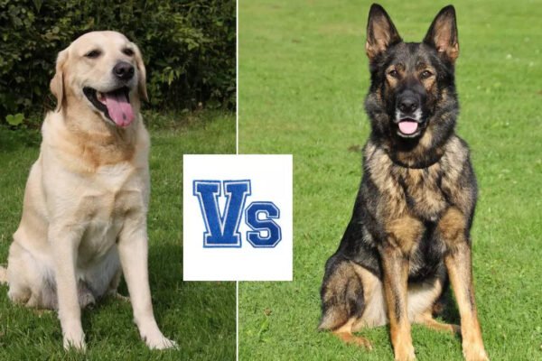 Labrador against German Shepherd: Who makes the dog better the guard?