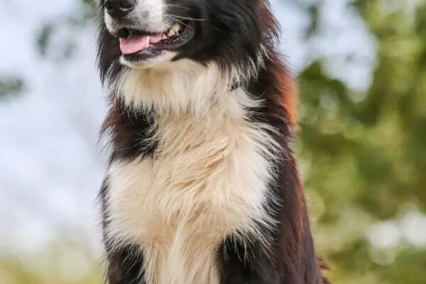 8 The smartest breeds of dogs have as pets Times of India
