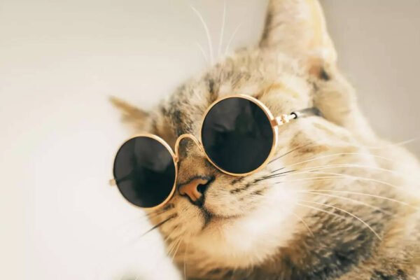 5 most expensive cats in the world