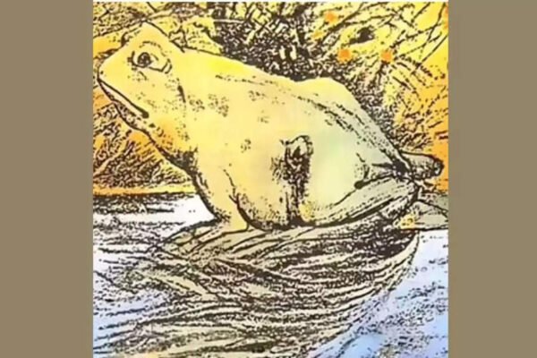 Optical illusion of personality testing: horse or frog? What you noticed first reveal if you are glad of the future or sad about the past – India’s times
