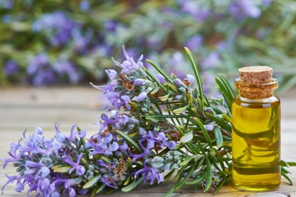 Does the aroma of rosemary improves memory? That’s what the study says – India’s times