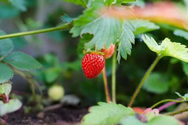 6 fast -growing fruits for planting now for a delicious summer treat – India’s times