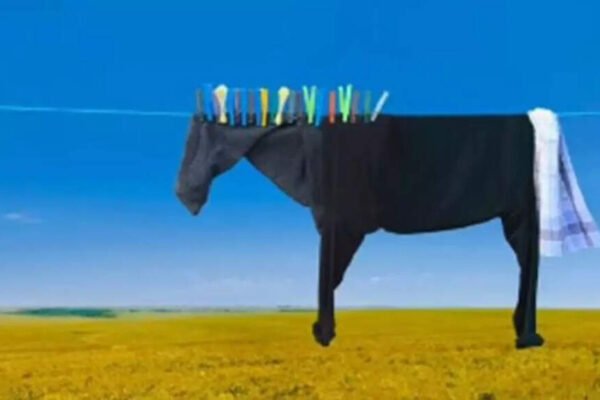 Optical illusion of face testing: horse or clothes? What you have noticed for the first time shows when you are carefree or too careful | – India’s times