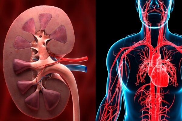 As kidney disease can increase the risk of heart attack – India’s time