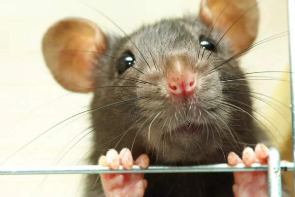 How to keep rats away from your home: 5 tested tips that always work – India’s time