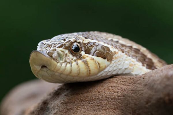 Snakes pretending to be dead: the greatest nature treasures | – India’s times