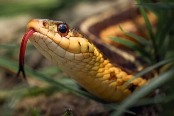 Do snake snakes into your home? Try these 7 home remedies to stop them today | – India’s times