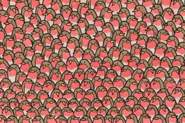Optical illusion: Only 1% of people can notice two hearts in this Challenge Challenge in 5 seconds, right? | – India’s times