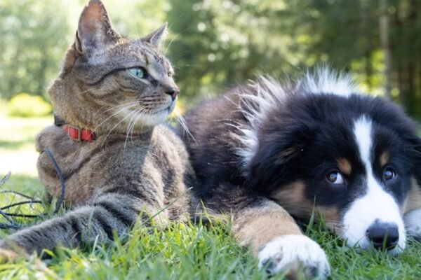 Thankful Penal Animal Week 2025: 30 Quotes and Messages to Honor Your Fluffy Friend