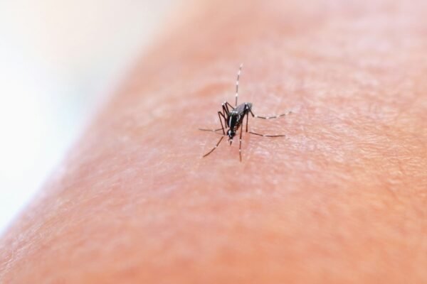 All you need to know about vector diseases, precautions and symptoms
