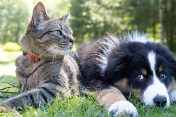 Monson allergy to pets: Expert on 6 tips for managing and preserving them happy