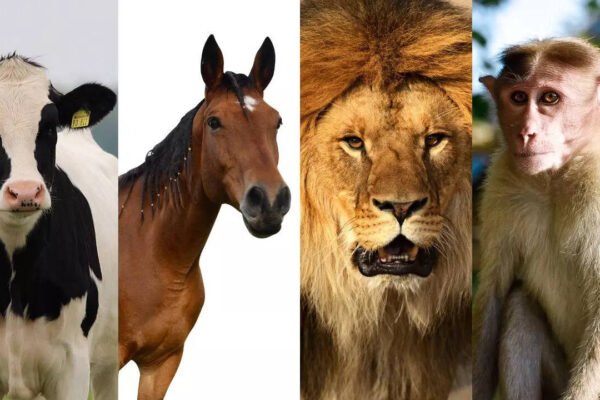 Psychology -based test: cow, horse, lion or monkey? The animal you choose reveals this about you