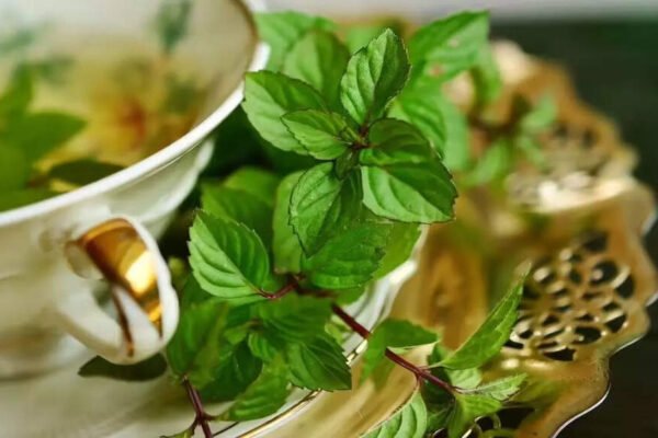 11 Strange benefits for mint health from hormonal balance to digestion | – India’s times