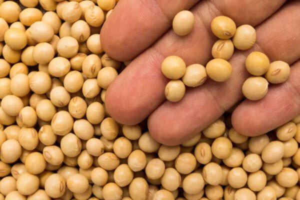 Can soy food cause breast cancer? Leading oncologist spill some facts – India’s times
