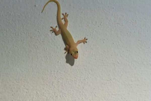 8 Natural home remedies to remove lizards from your home this summer | – India’s times