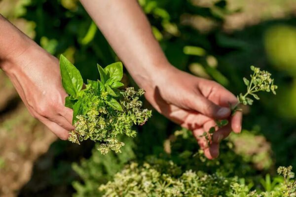 8 Mandatory Greens for your kitchen garden | – India’s times