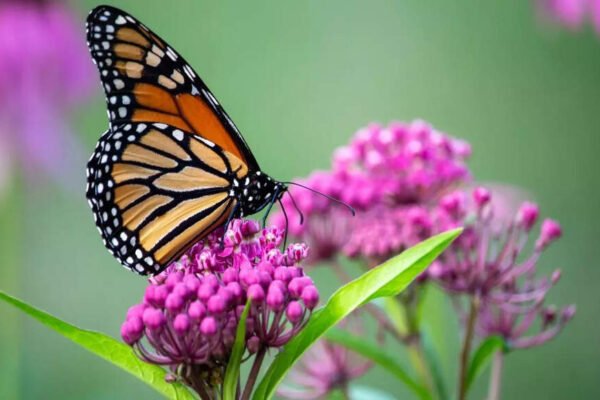 Insects can hear when plants talk, find innovative study – India’s times