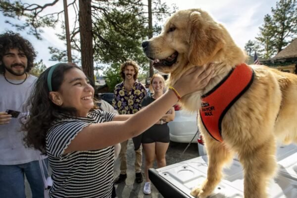 Meet Max III, a gold retrier that is the mayor of a small city in California | – India’s times