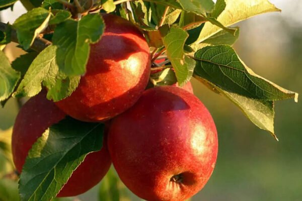 Eating apples at bedtime: is it healthy or harmful? | – India’s times
