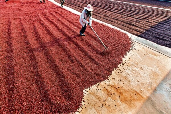 Dark, bitter truth: Mridula Ramesh pours beans on coffee